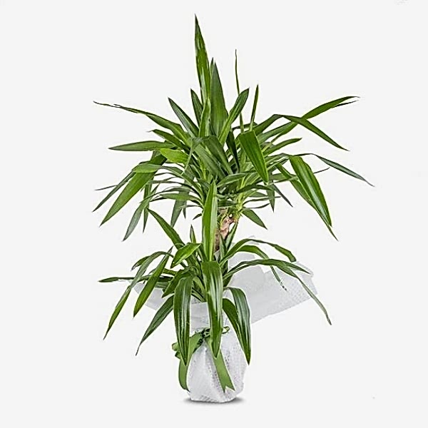  Marmaris Çiçekçi İkili Tropic Yucca Saksı Çiçeği
