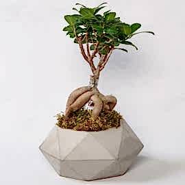 Marmaris Çiçek Beton Saksıda Ficus Ginseng Bonsai