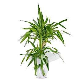  Marmaris Çiçekçi İkili Tropic Yucca Saksı Çiçeği